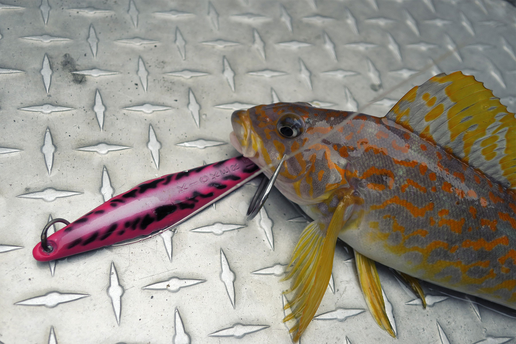  Exotic wrasse on the exotic jig. 