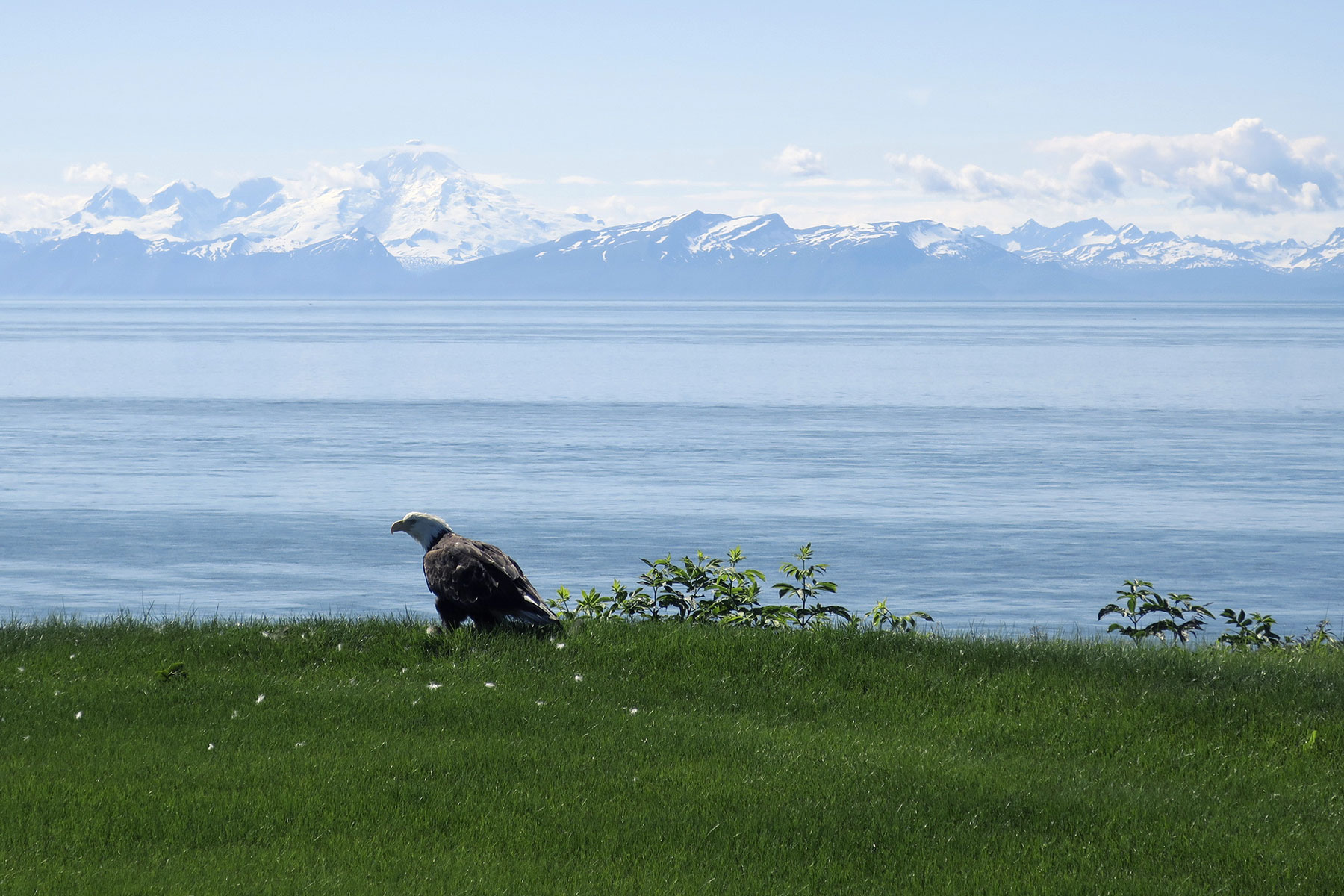  Alaskan seagull. 
