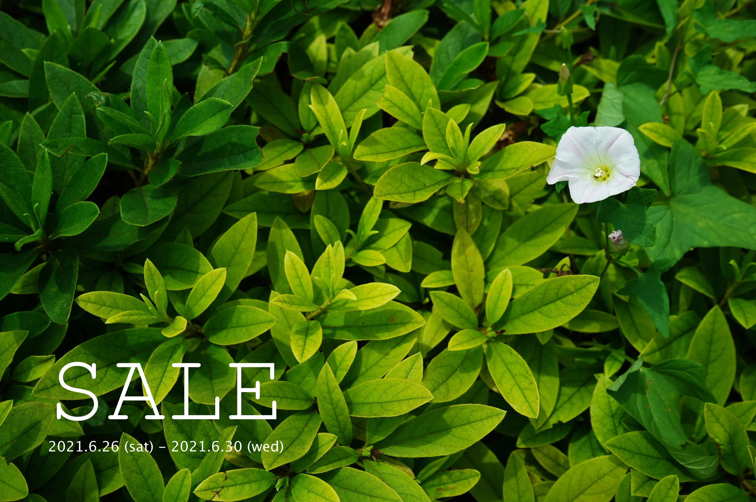 6月限定SALE