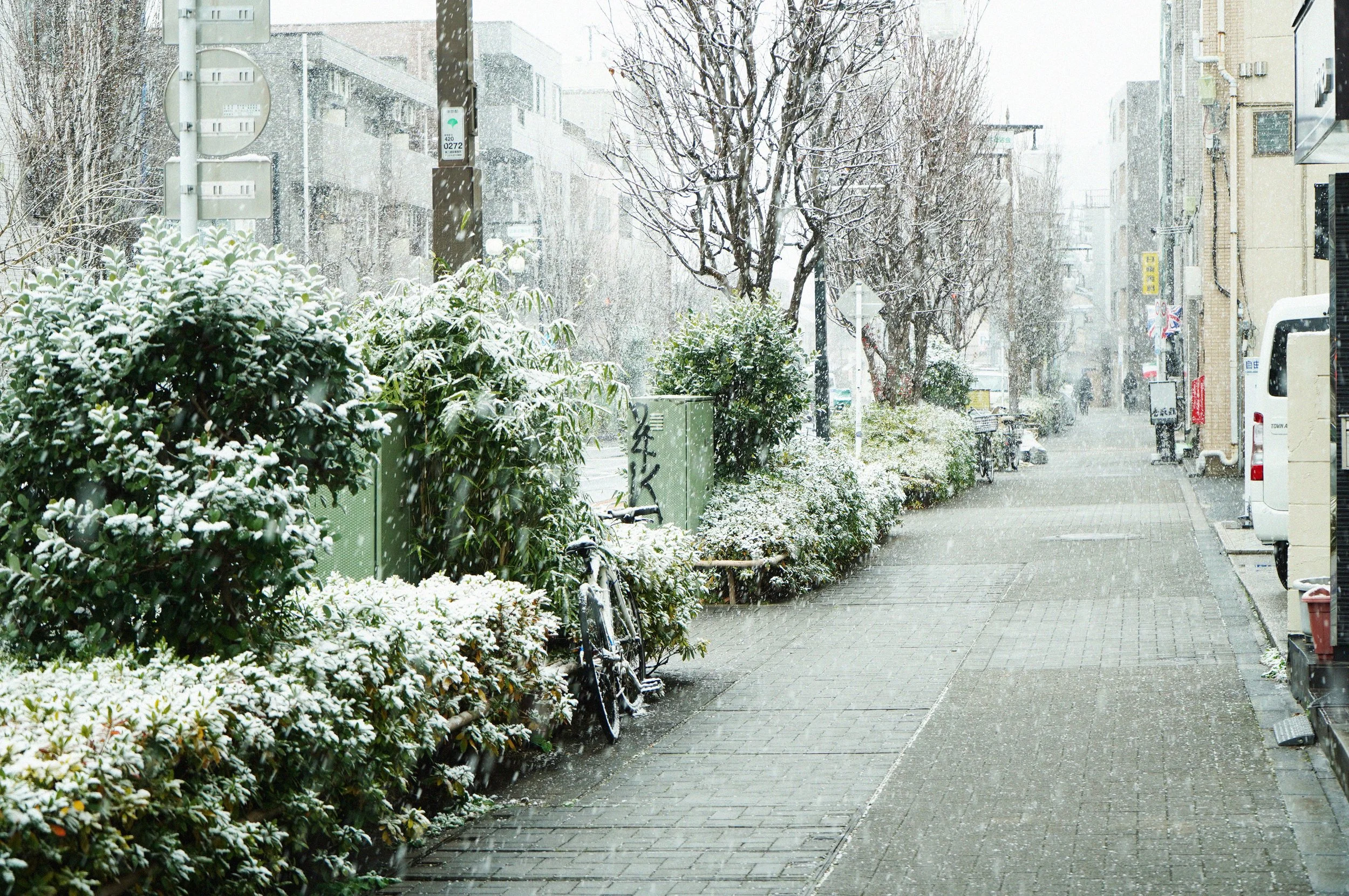 AURALEE COTTON CORD PLATING KNIT SKIPPER