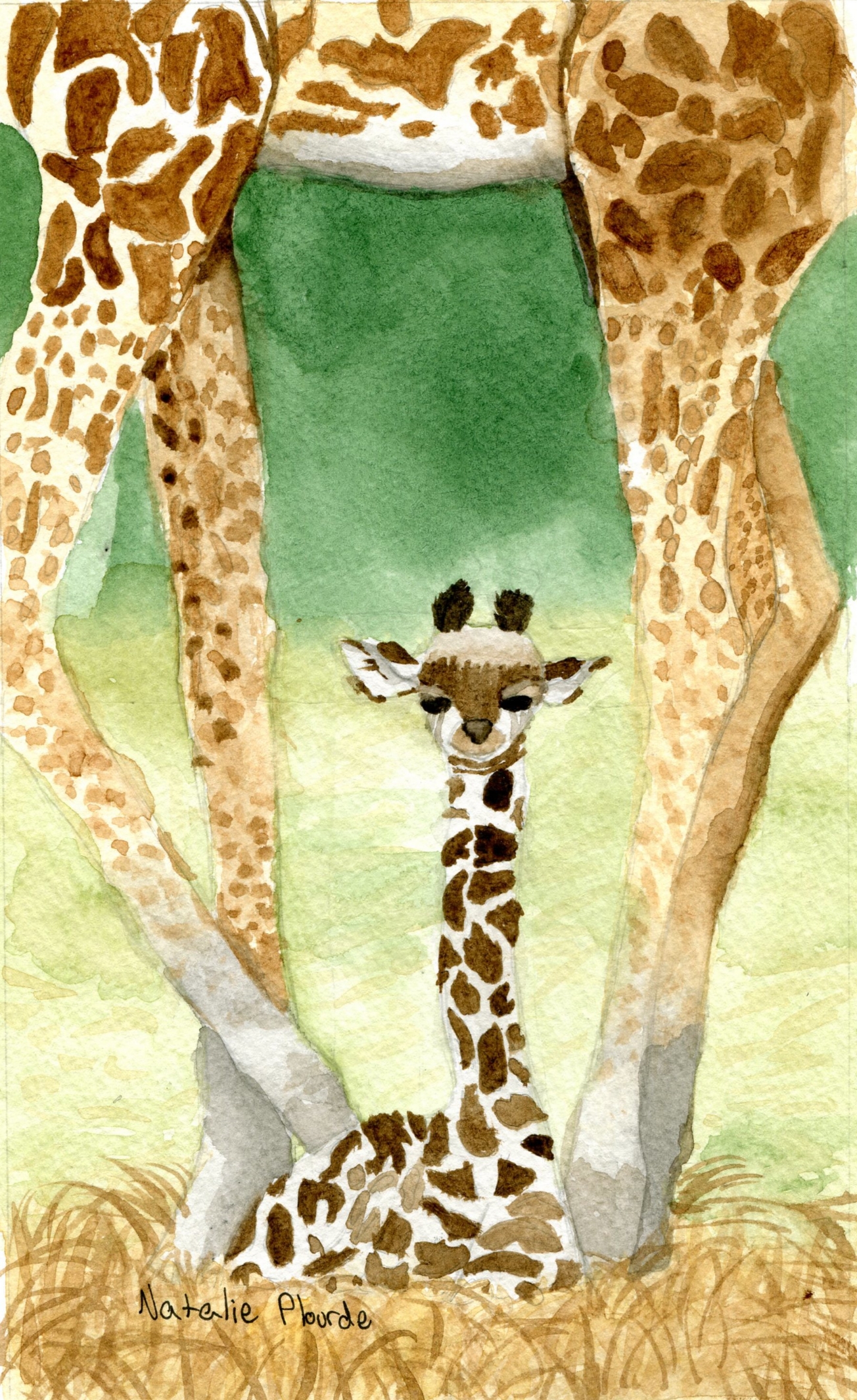 Giraffes by Natalie