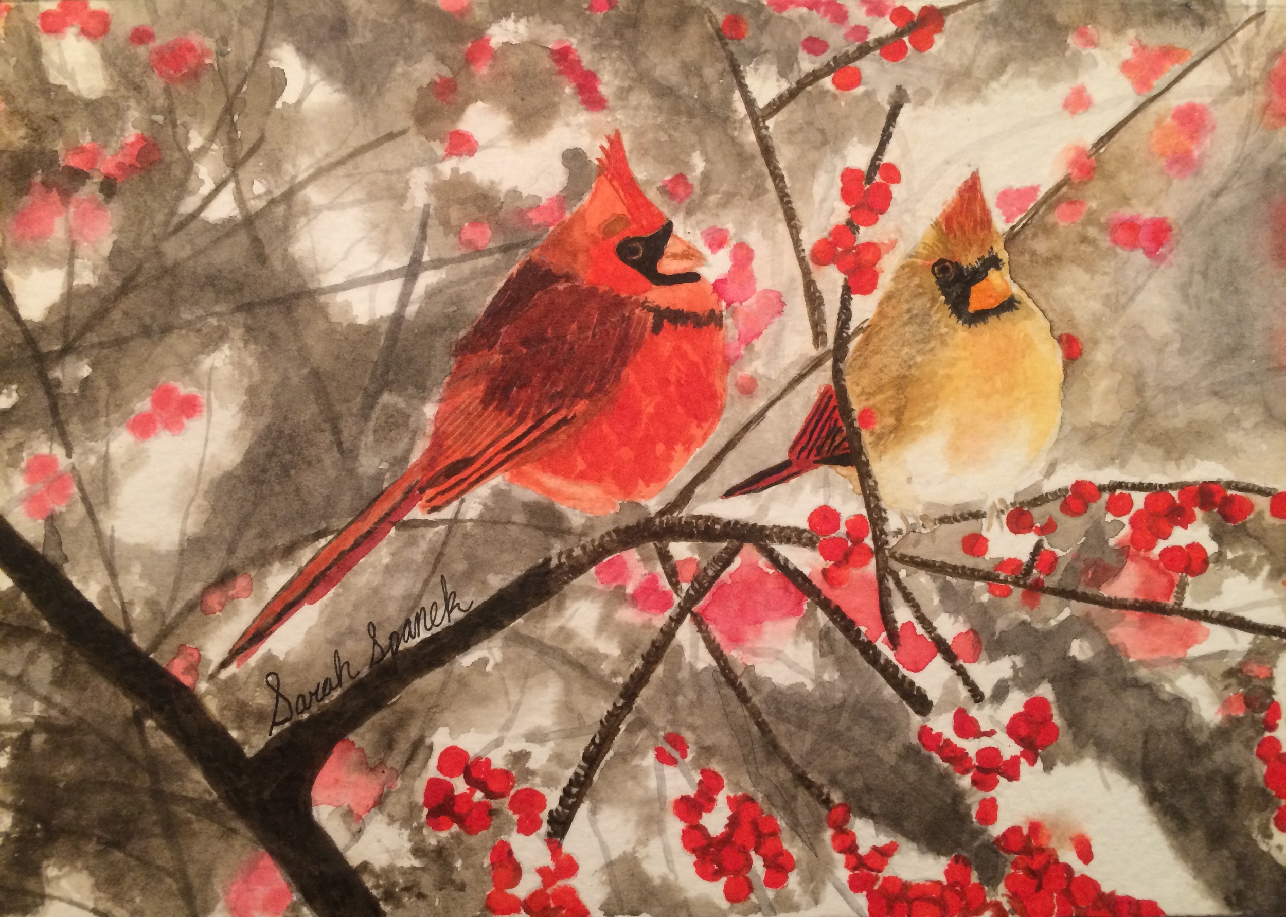 Sarah Spanek'Cardinals'watercolor.13yrs