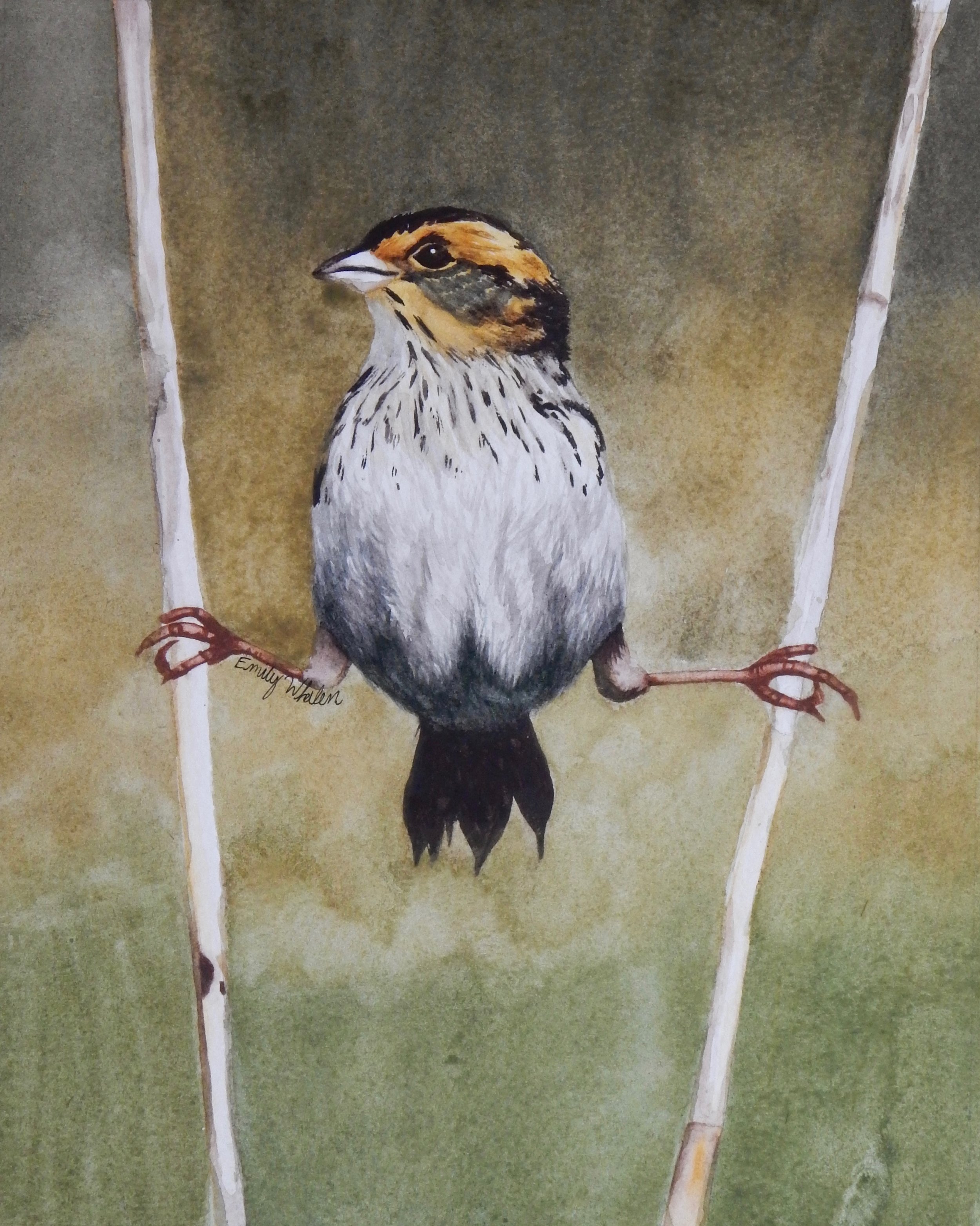 Emily Whalen.10th grade.watercolor