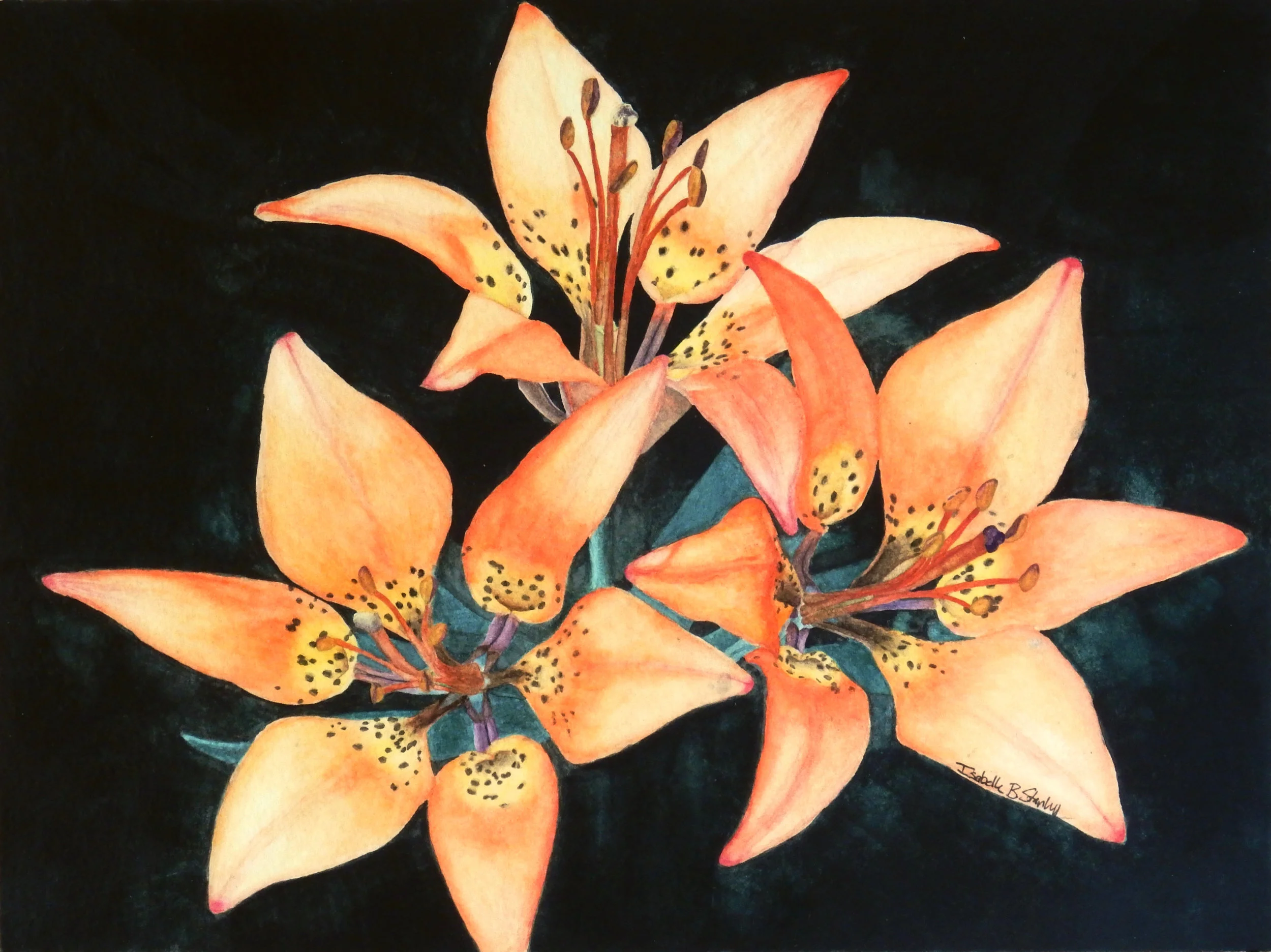 Isabelle Stanley.watercolor