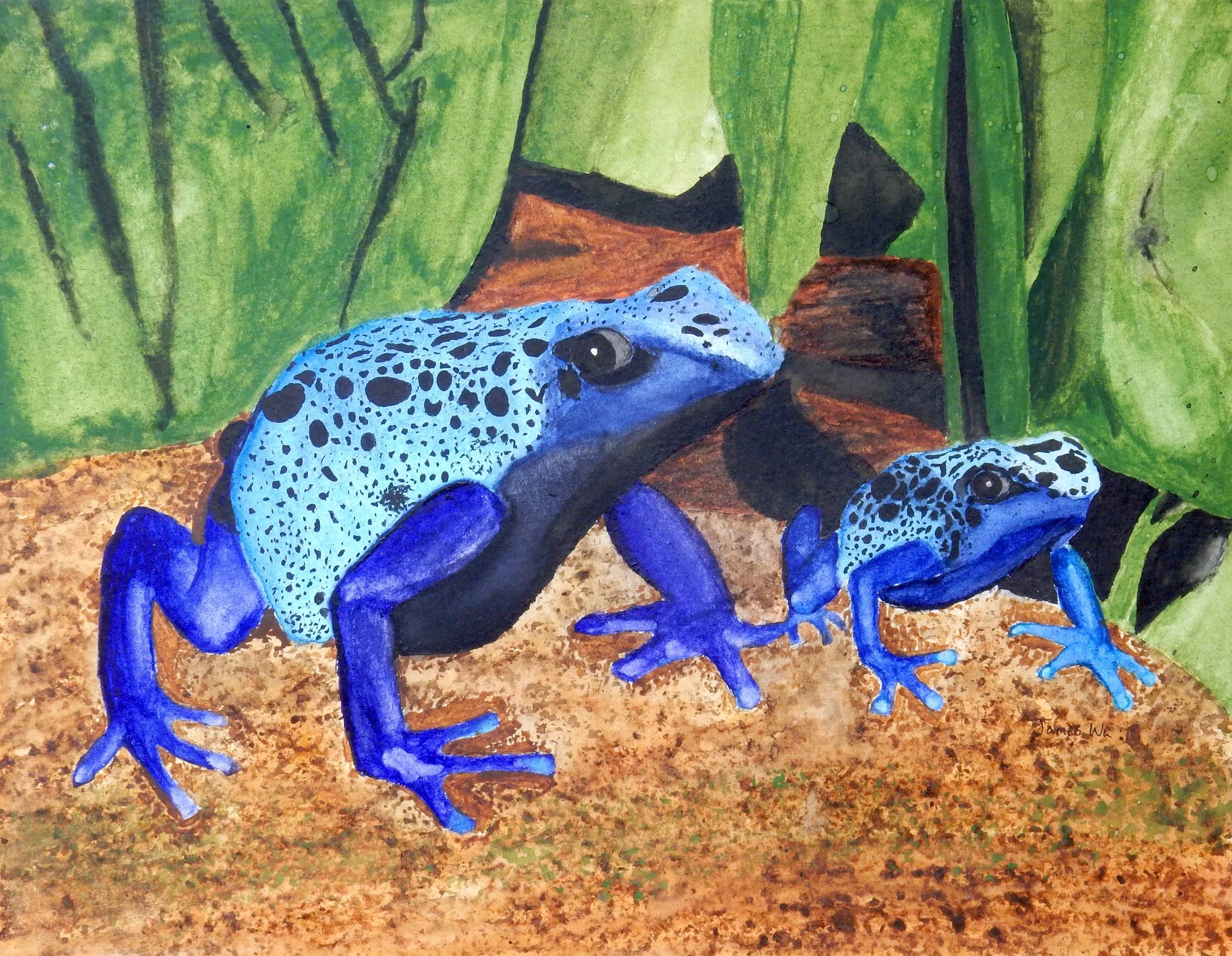 James Wu.8th grade.Blue Frogs.watercolor