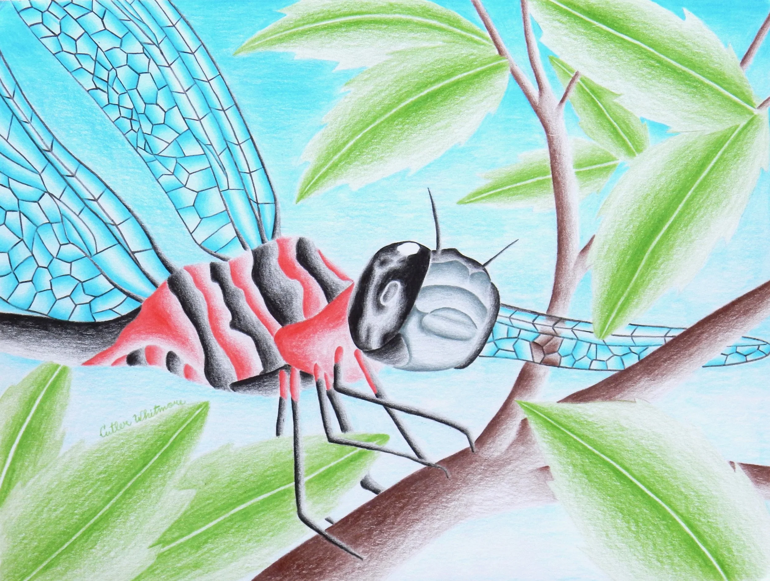 Cutler Whitmore.16 yrs.colored pencil dragonfly