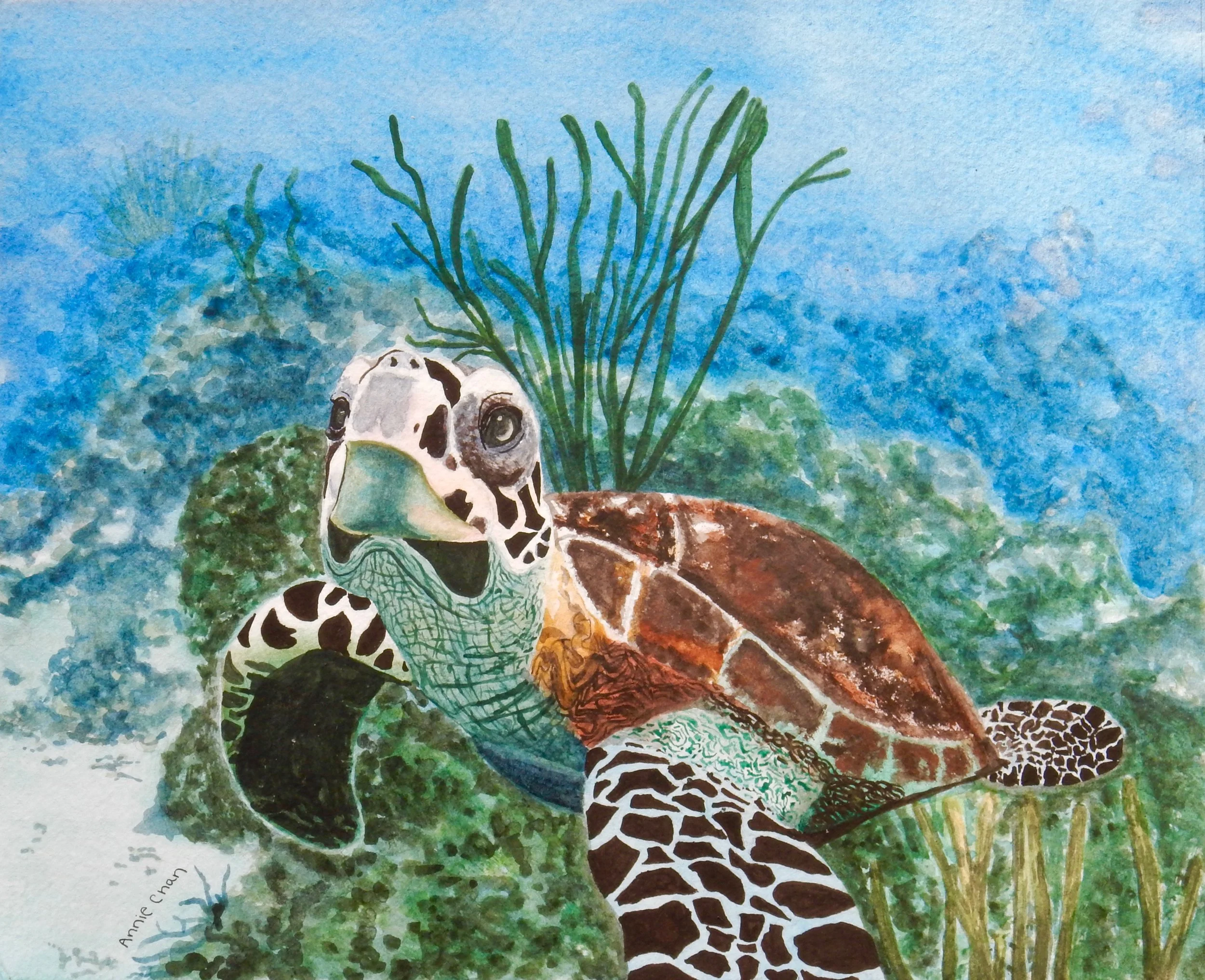 Annie Chan.8th grade.watercolor.Sea Turtle