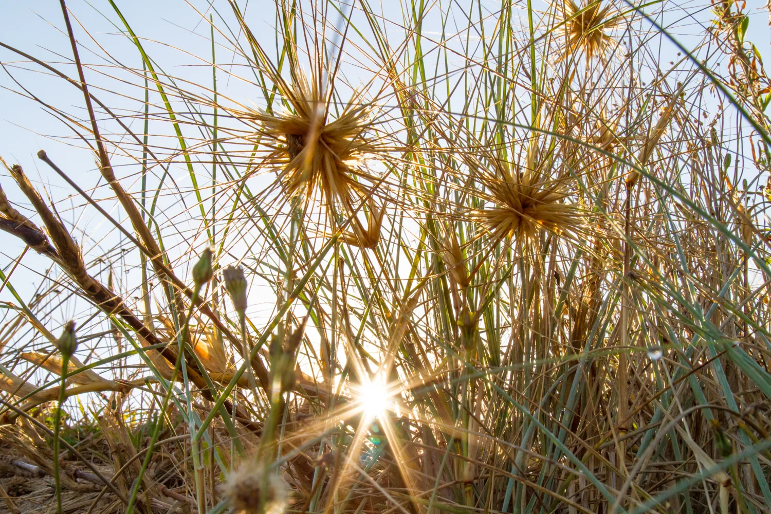 Sun shining through spinafex