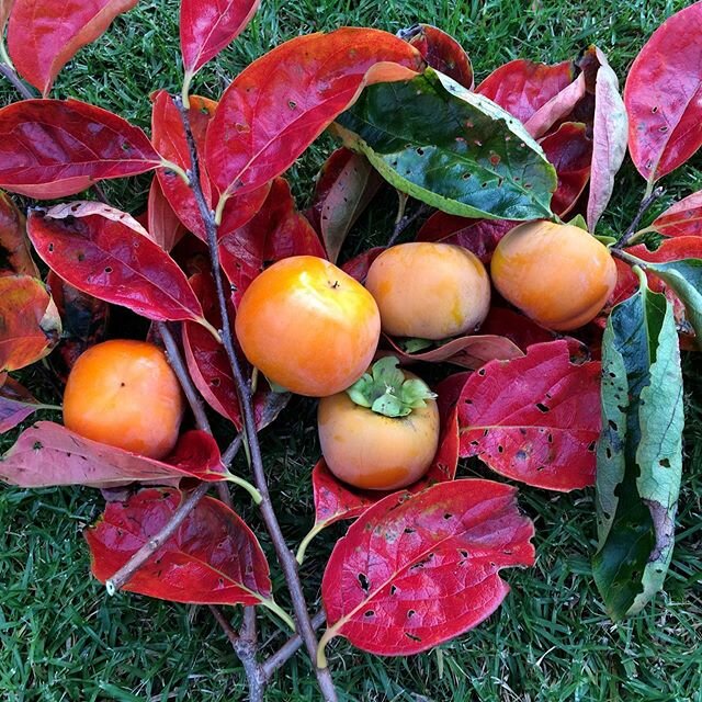 Autumn colours&mdash; the beautiful persimmon tree with delicious fruit to enjoy #persimmon #persimmontree #autumncolours #autumnleaves