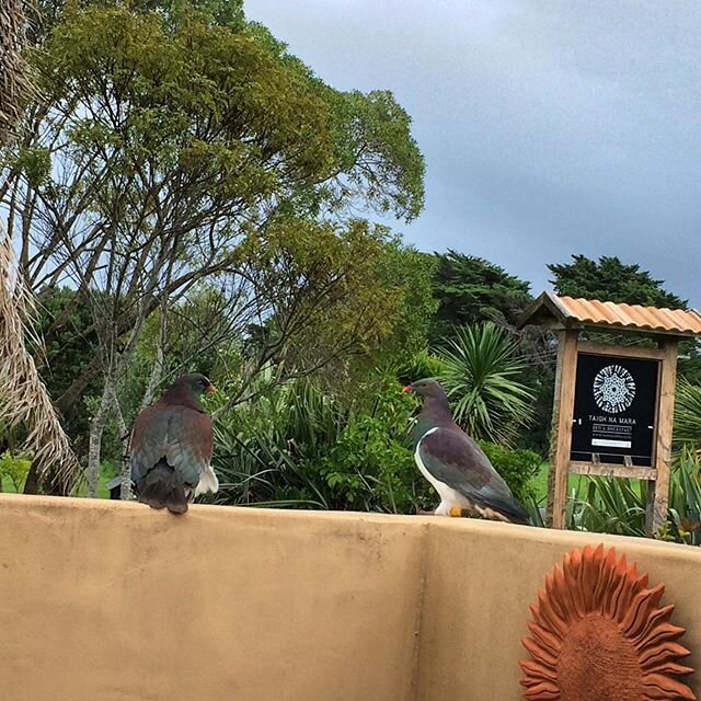 These two lovelies have taken to hanging out on my wall. Lots of kereru in the garden at the moment #kereru #nzwoodpigeon #justhangingout #nzbirds