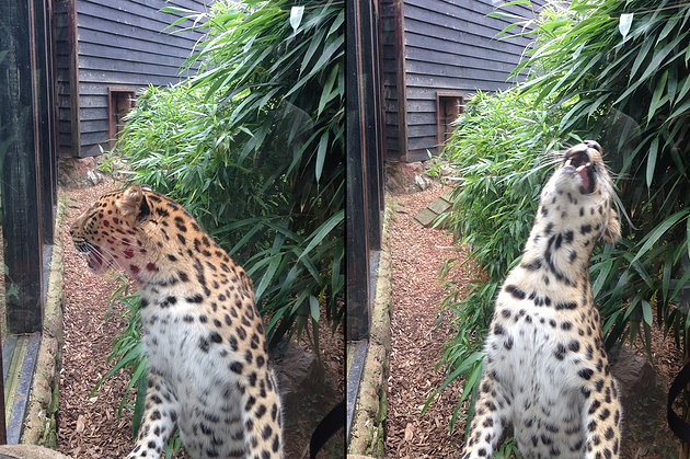zoo2.png