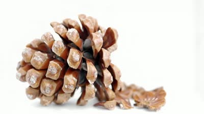 stock-footage-stone-pine-cone-pinus-pinea-on-white-background-showing-its-edible-pine-nuts.jpg