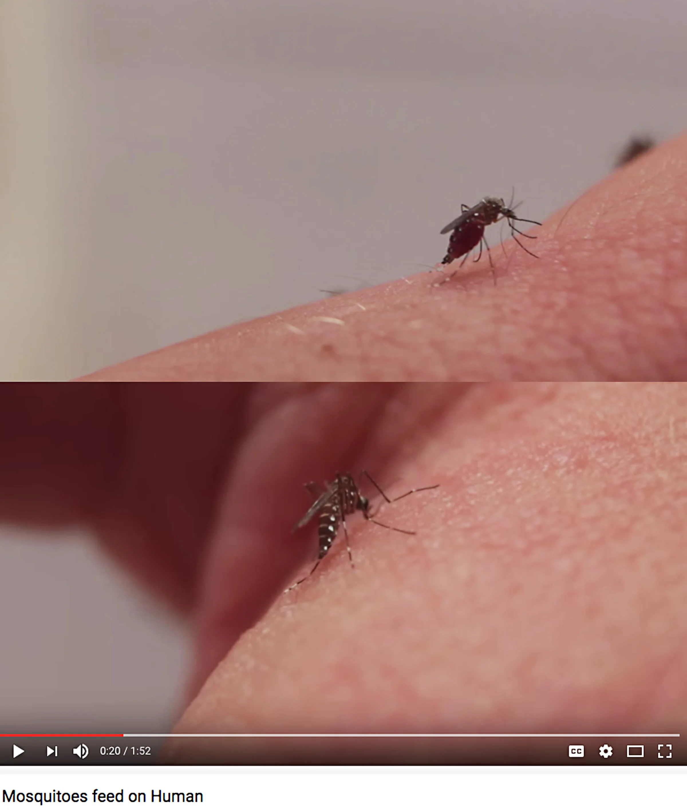 Stills from informative mosquito video ( source )