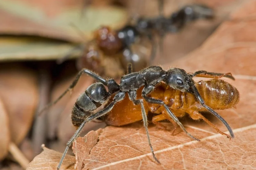 A Matabele ant in Guinea carries its prey, a termite, during a raid. Credit: Piotr Naskrecki/National Geographic