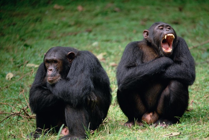 Chimpanzees in Tanzania's Gombe Stream National Park. Credit: Gerry Ellis/National Geographic