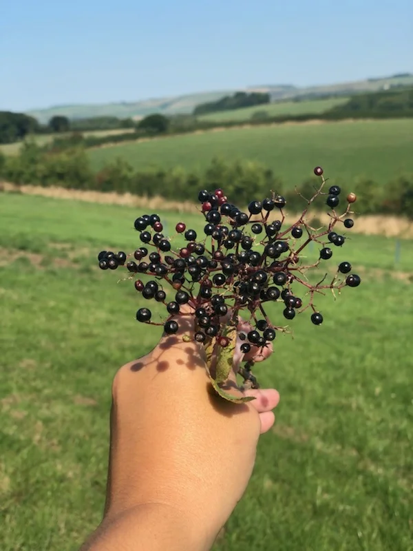 elderberries.jpeg