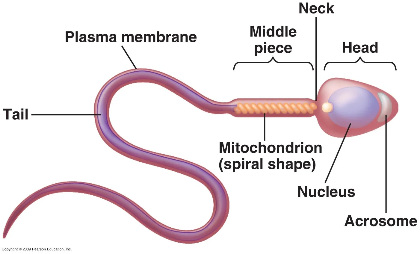 Image Source: anjungsainssmkss.files.wordpress.com/2011/05/sperm1.jpg
