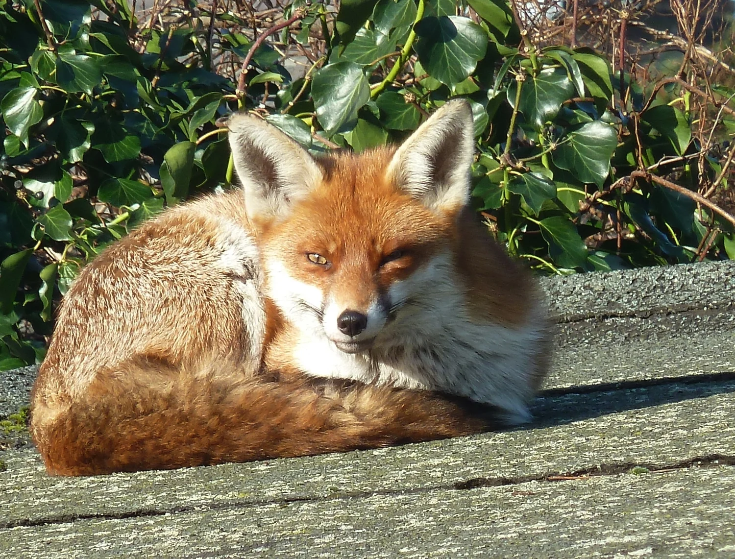 February Friend