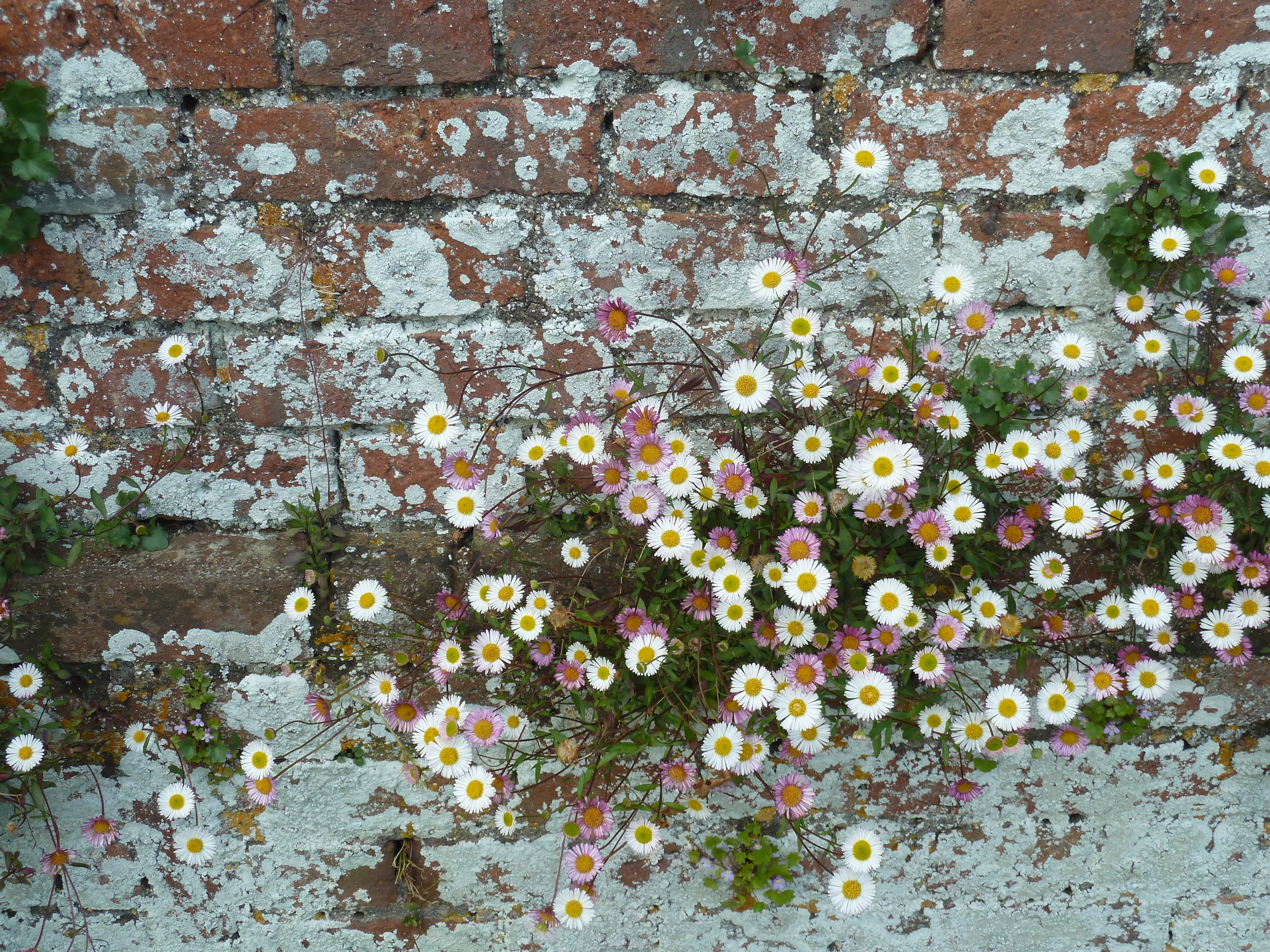 Garden Wall