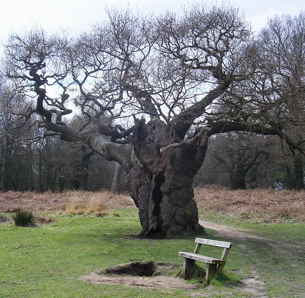 Spooky Tree