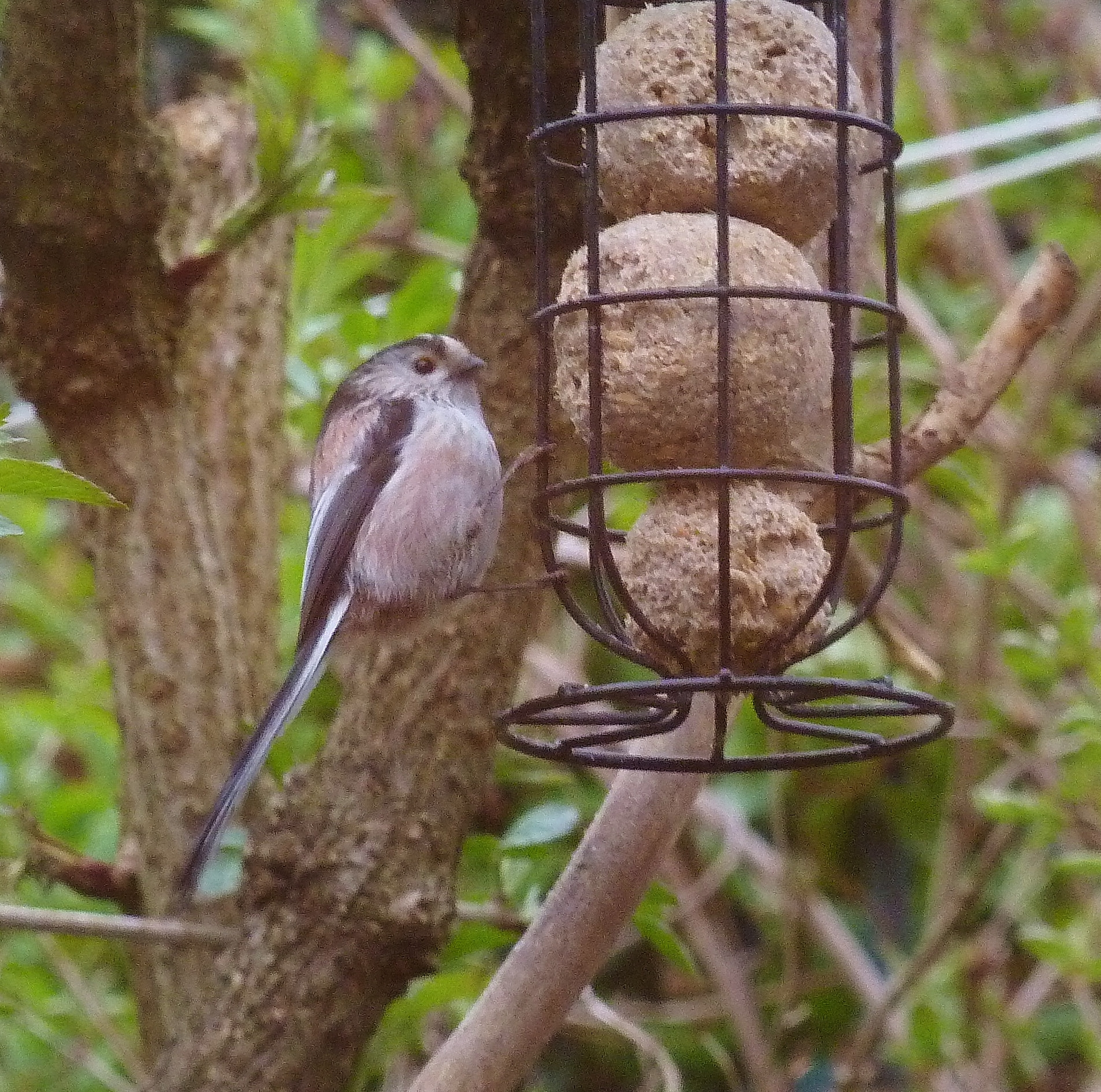 Rare garden visitor