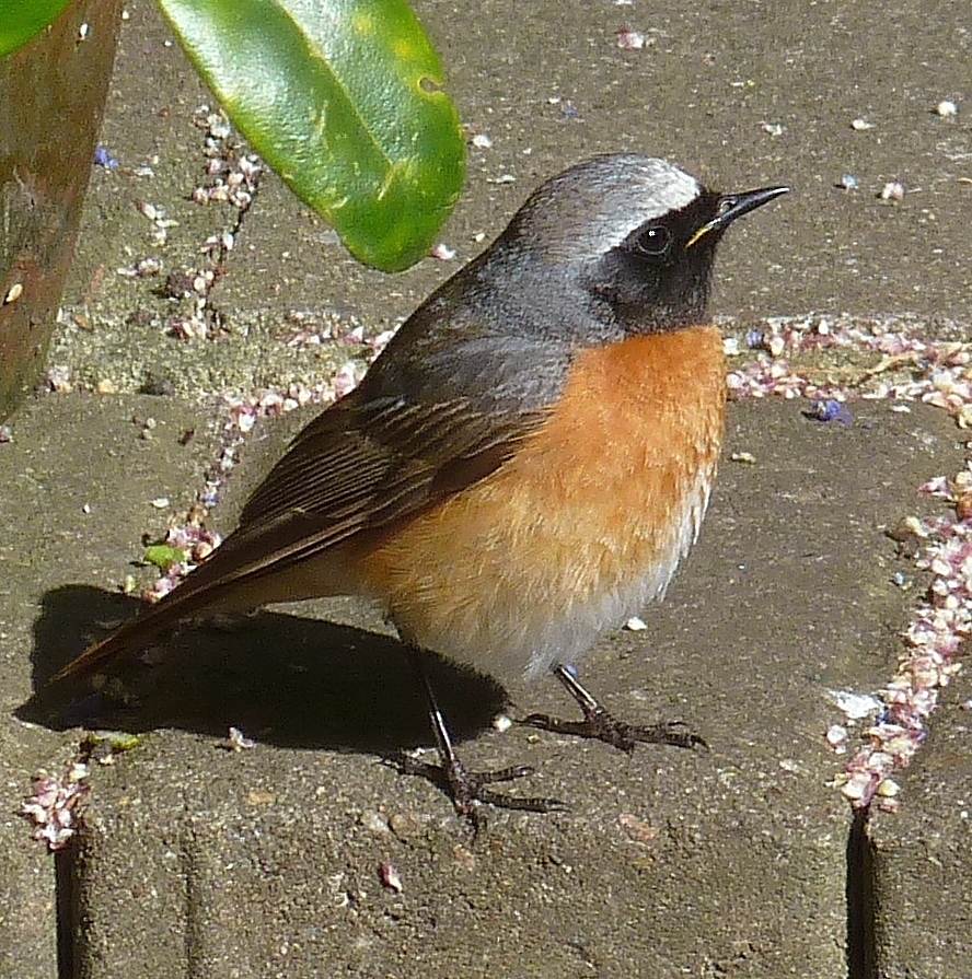 Spring visitor