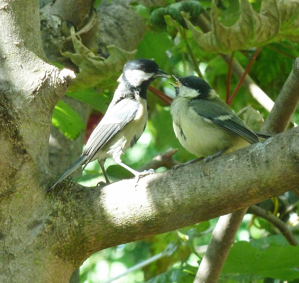 Hungry Offspring