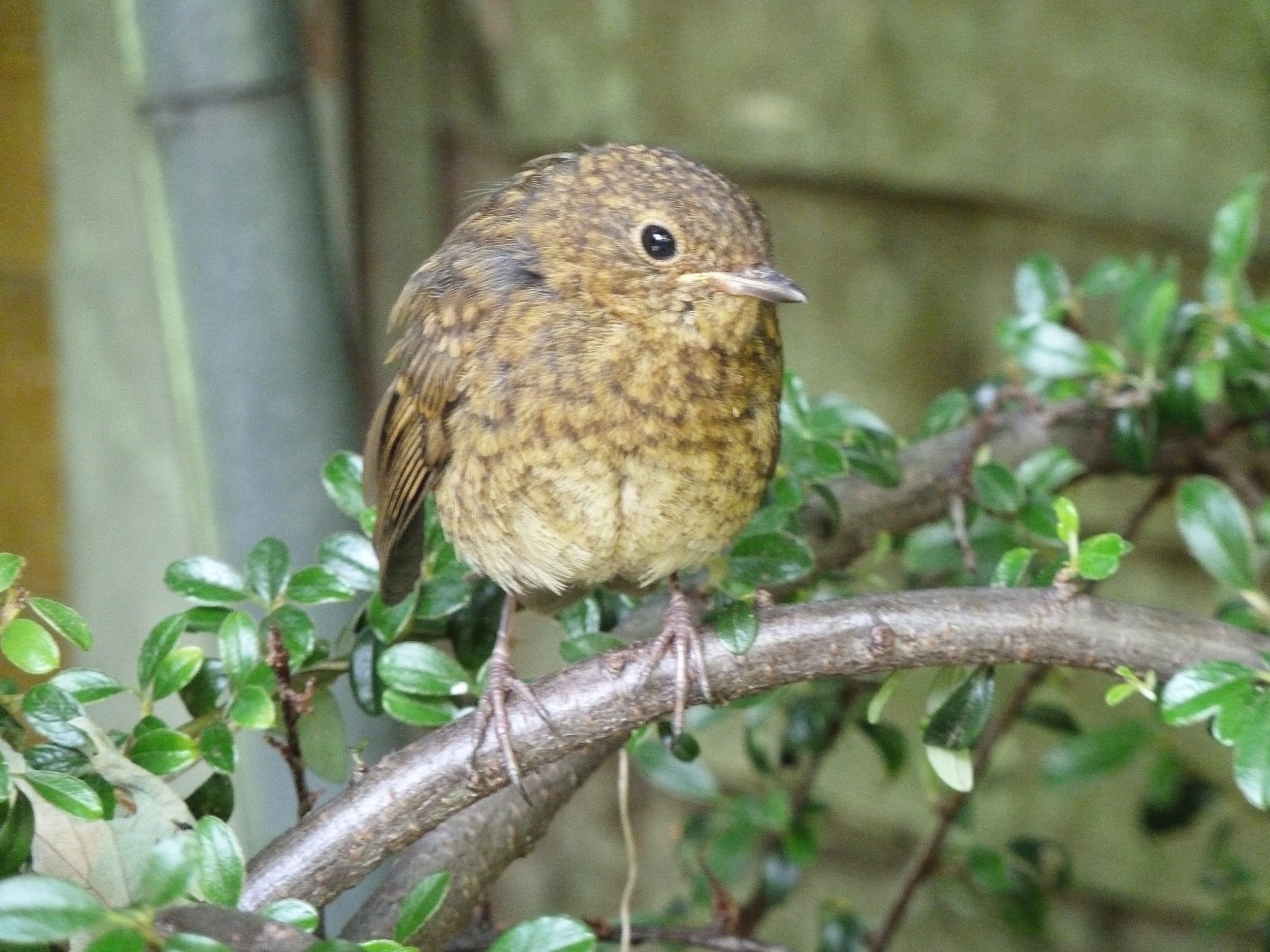 Young Robin