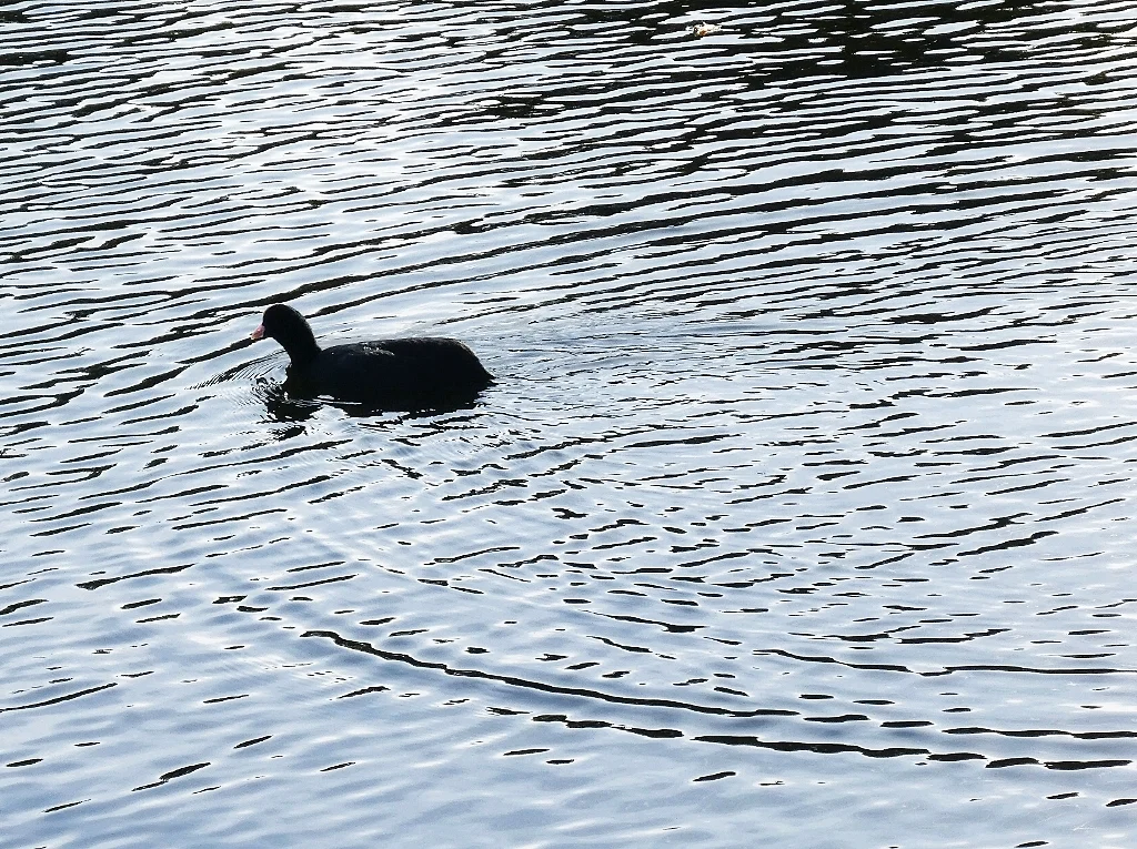 Snaresbrook Moorhen