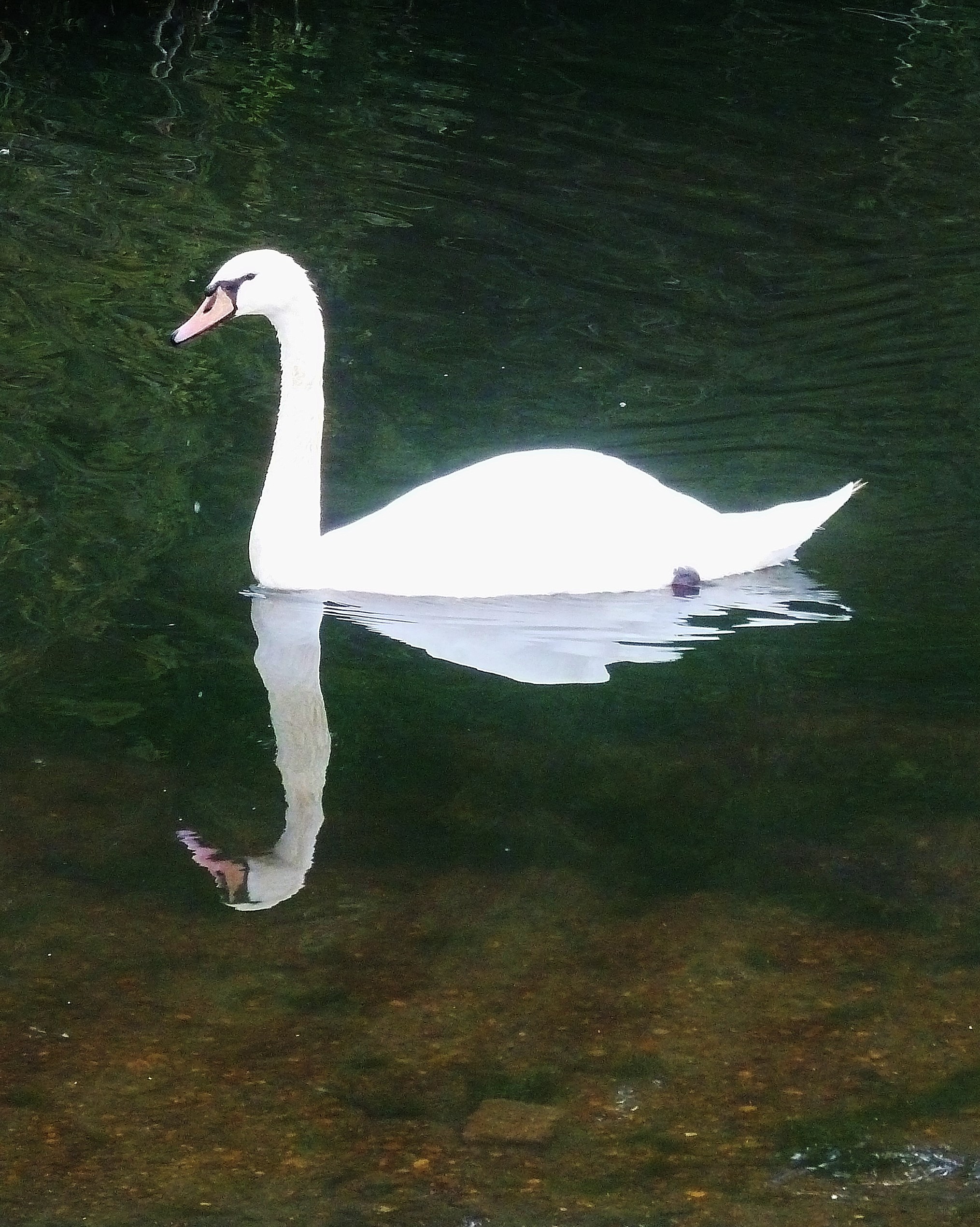 Swan : Hollow Ponds