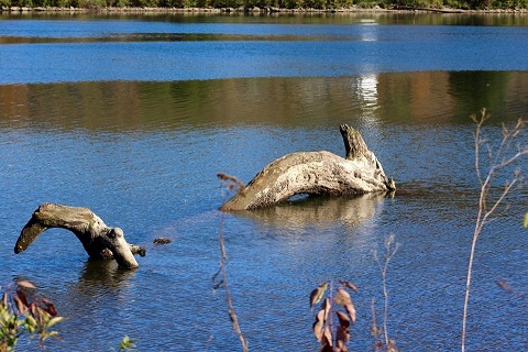 “This piece of driftwood looks just like a sea serpent. It’s gotten lots of comments on Instagram and Facebook.”
