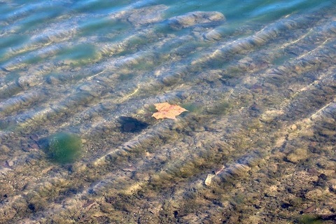 “This was taken on a nice cool day. I was struck by the ripple of the waters with the leaf floating along. I just love the ripple effects.”