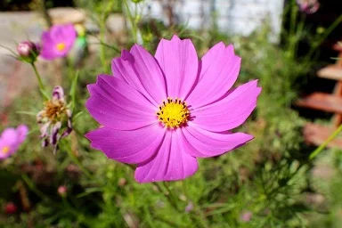 “I got a new camera to help me with flower shots. I remember this was taken on a pretty hot day. When I saw this flower I thought, ‘Gosh, this is so beautiful.’ ” 