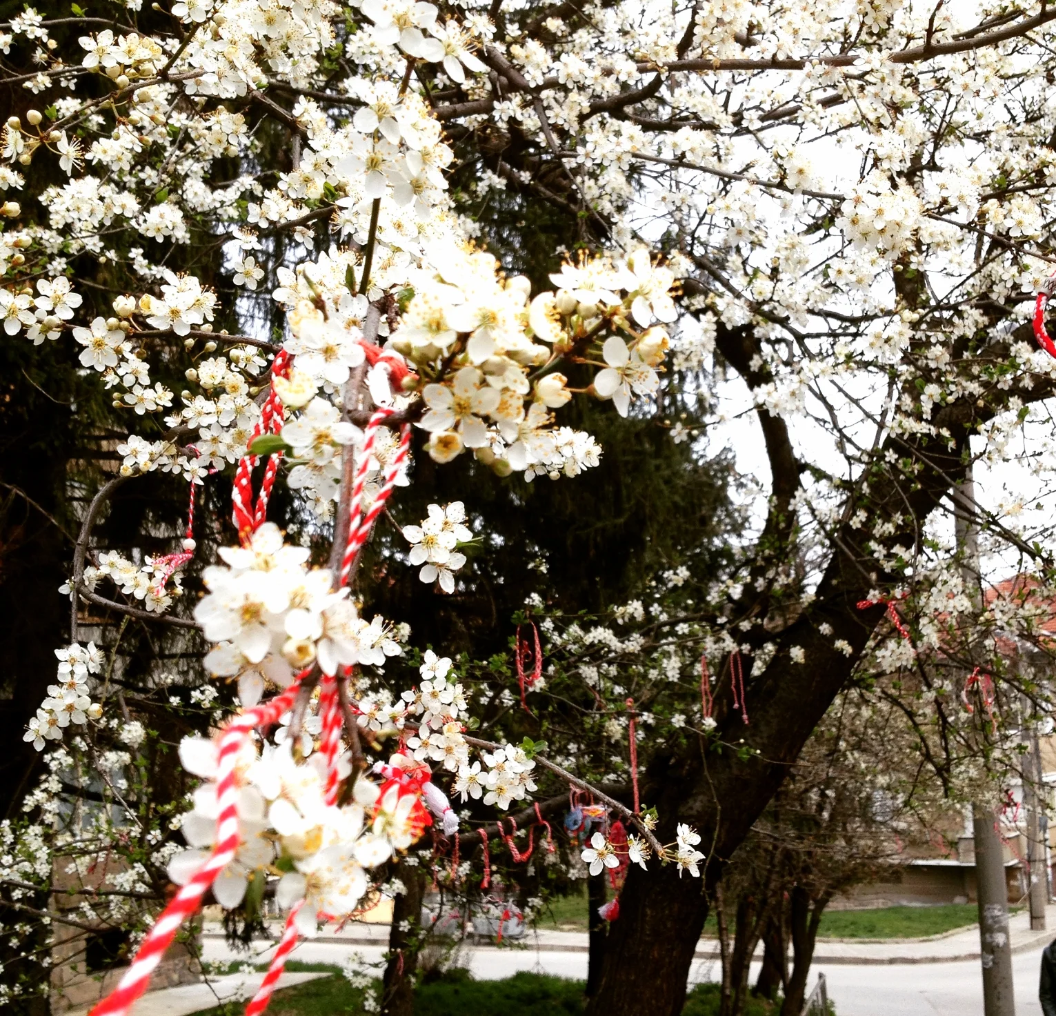 Martinitza, Martinitzi - Varna, Bulgaria