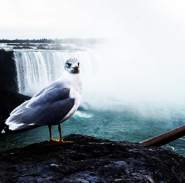 Pigeon by the #falls in #Niagara - not impressed. #notsowildlife #canada #roadtrip #travel #tourist for a bit.