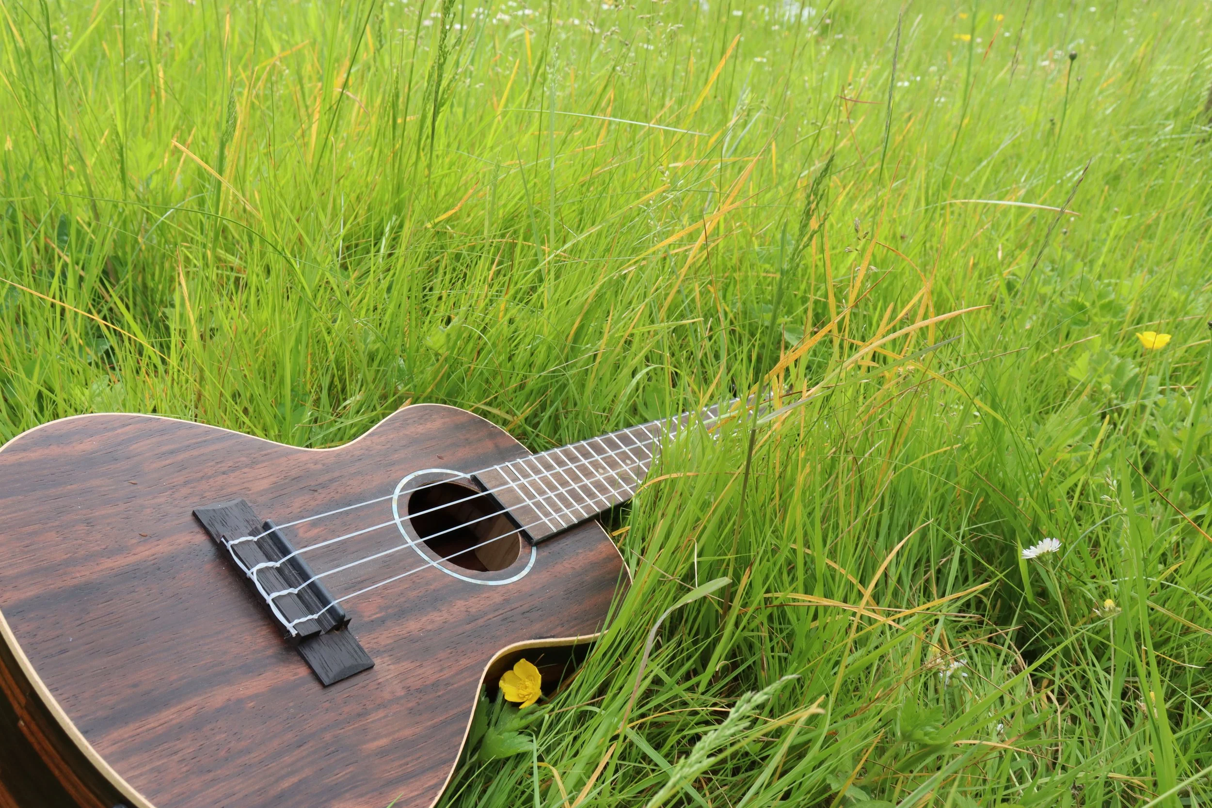 Exploring Ukulele Models: Finding the Right Fit for Your Playing Style