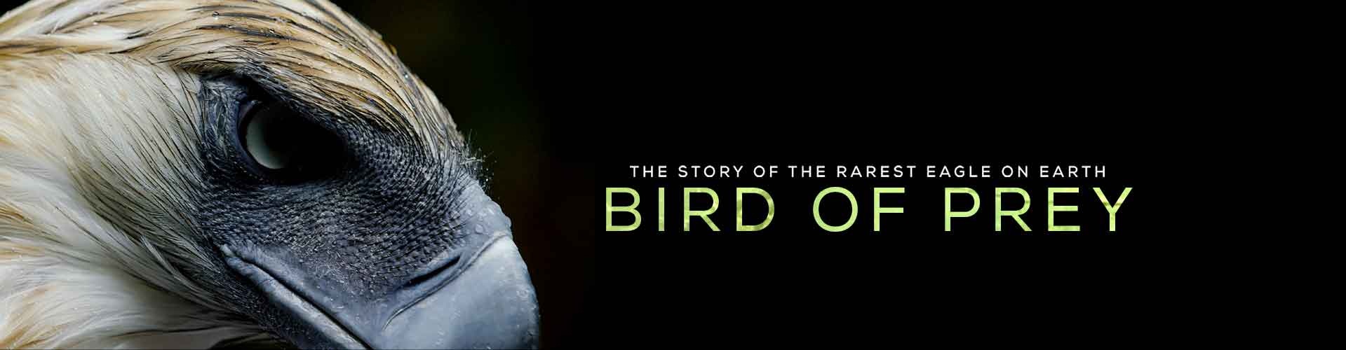 Bird of Prey: The Story of the Rarest Eagle on Earth – A Film Review -  10,000 Birds
