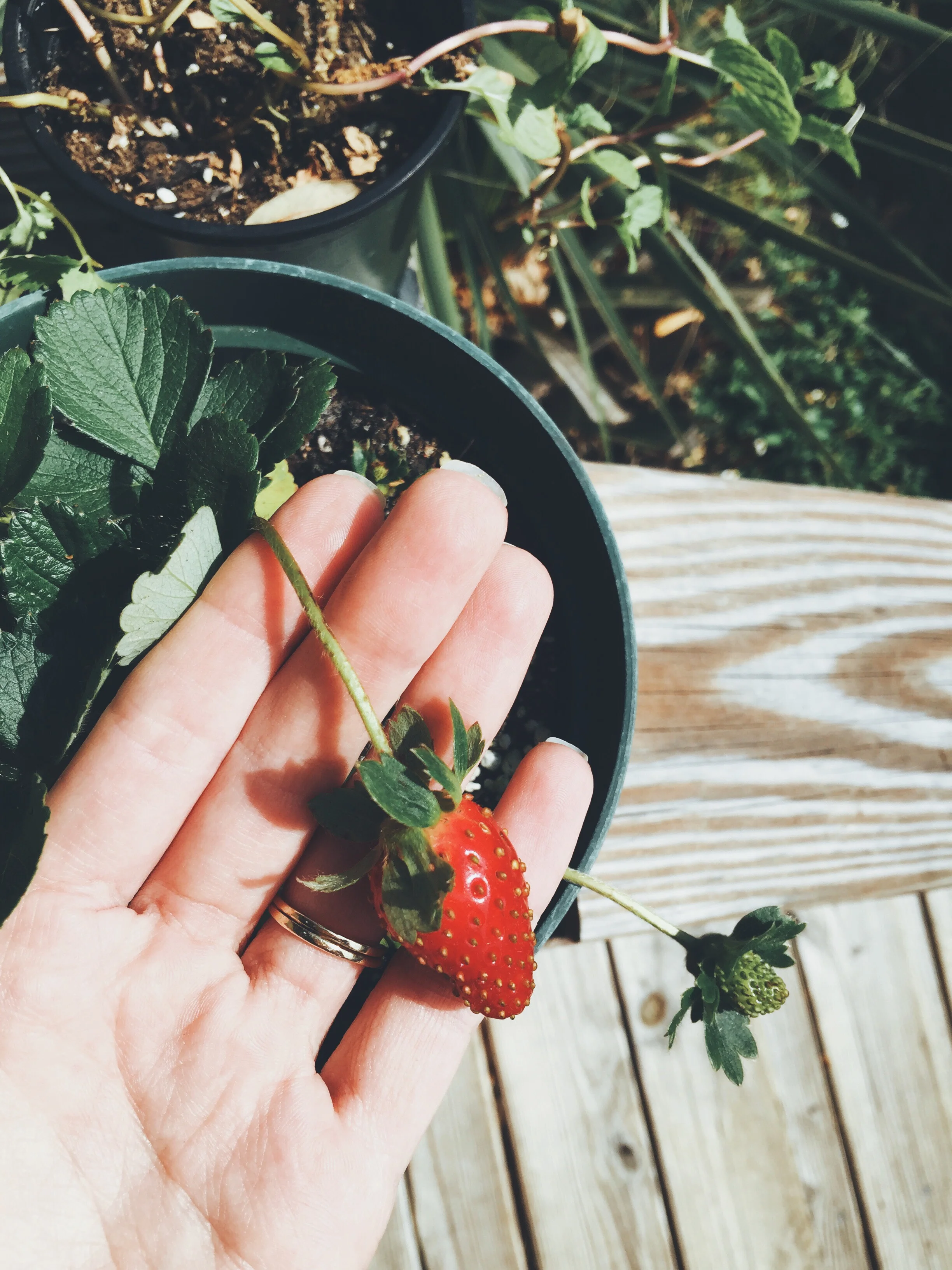 our first homegrown organic strawberry.