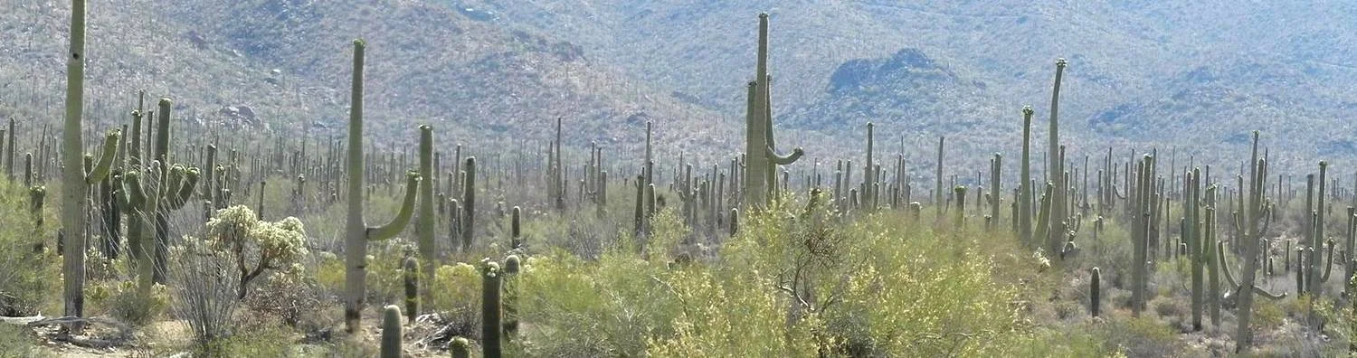 rev_tucson.jpg