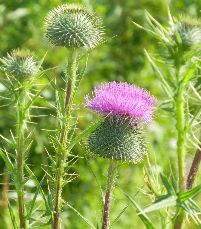 wild flower.jpg
