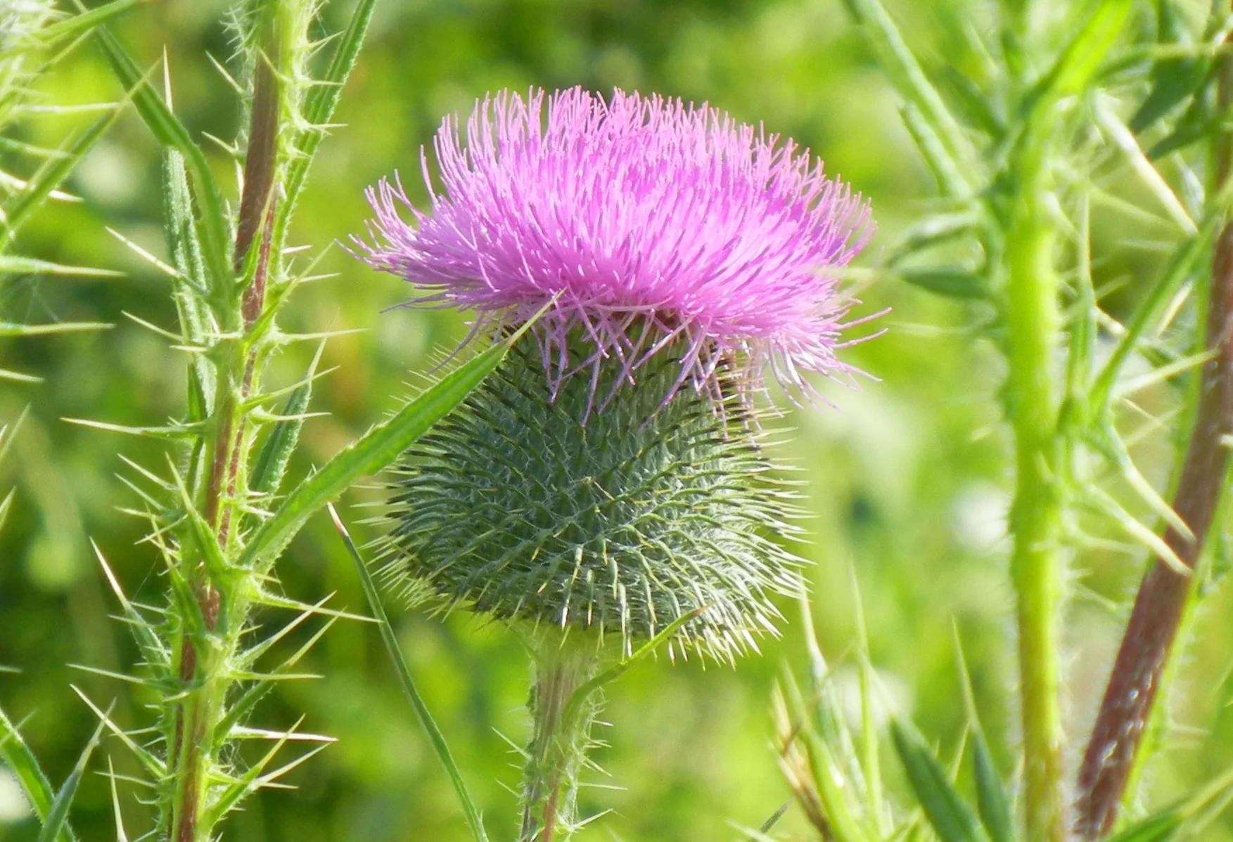 stinky flower.JPG