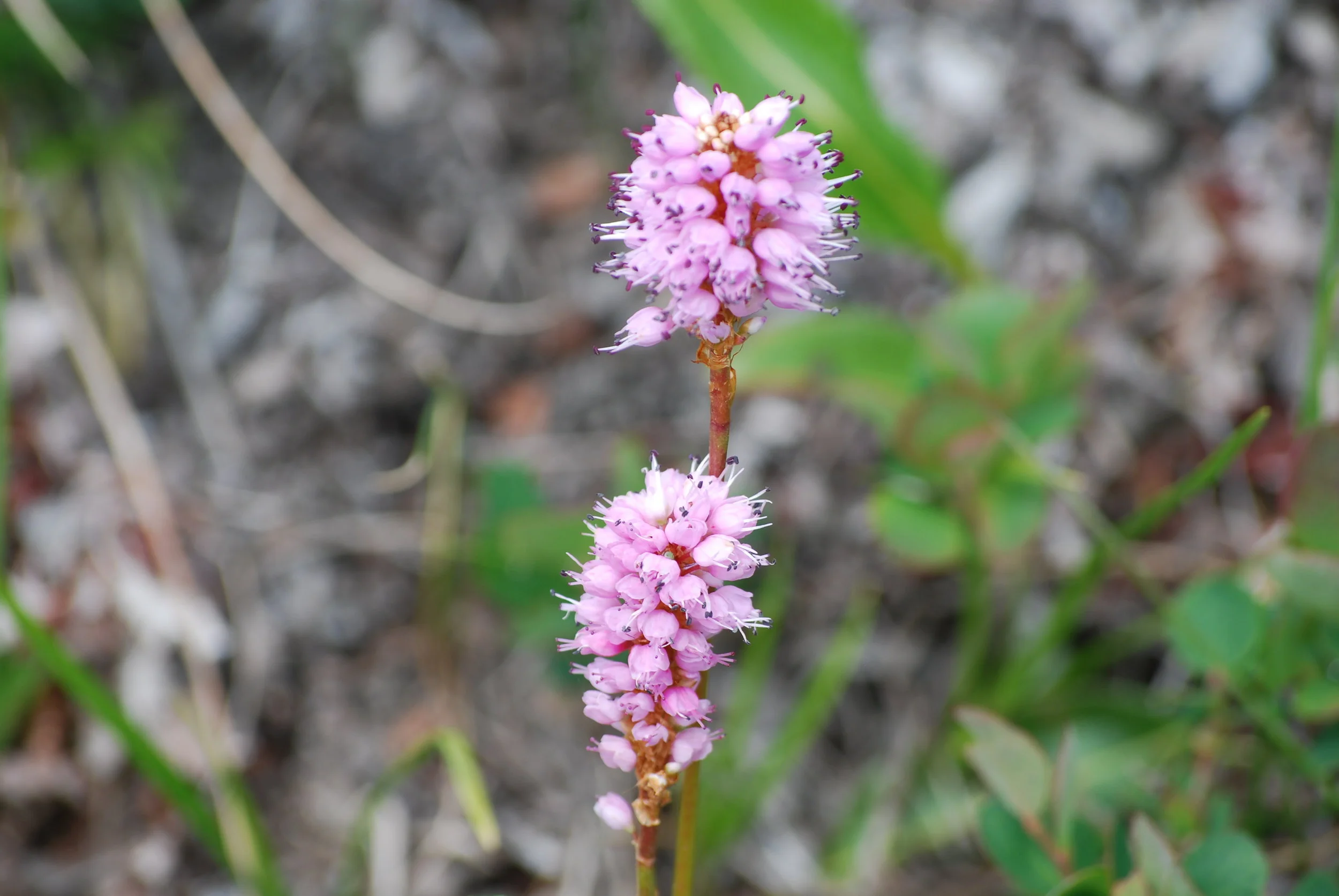 alaska flowers.JPG
