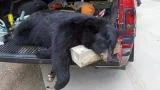 Gordy Raub 2011 archery bear 2_e.jpg