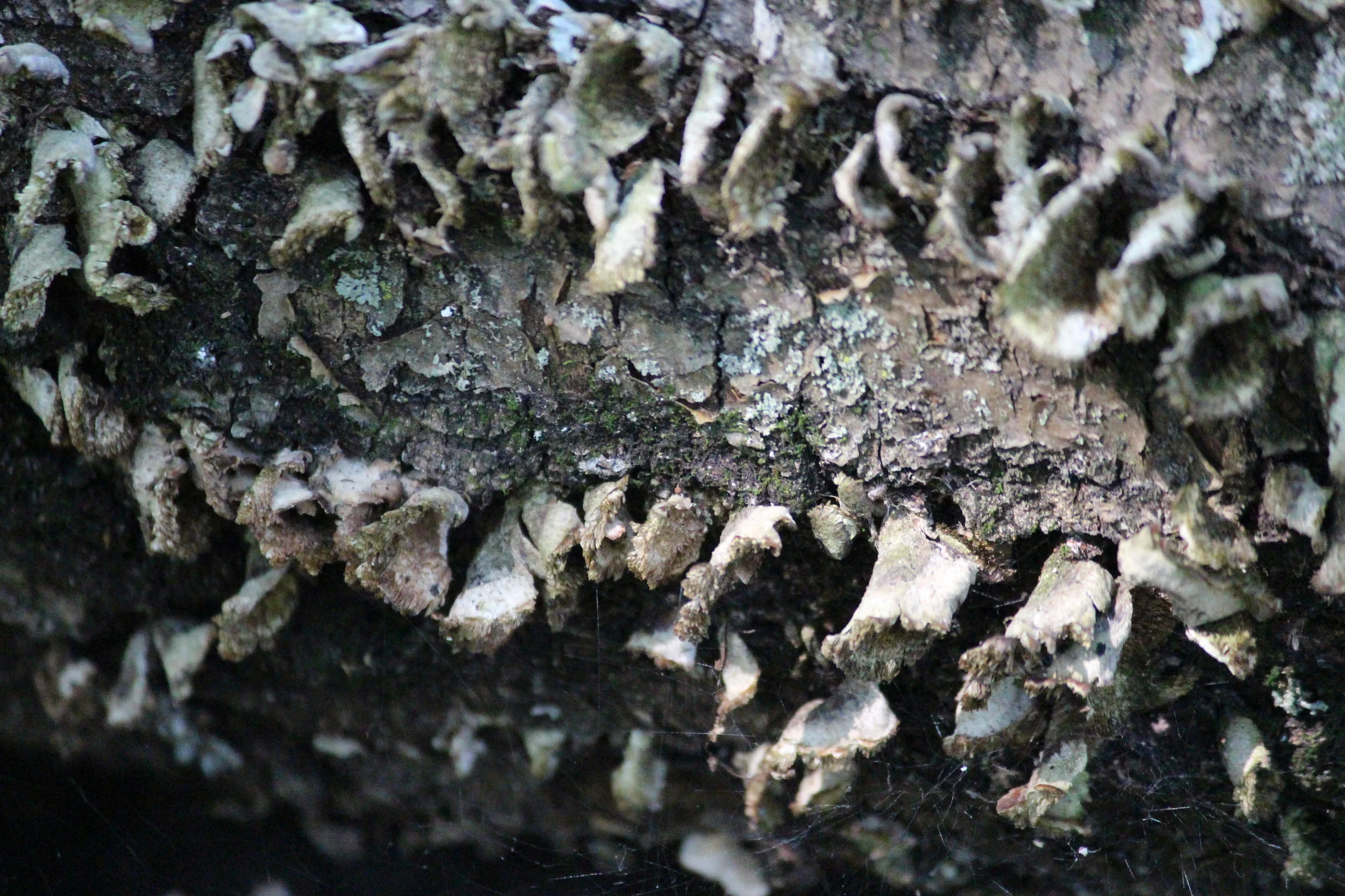 Archery Shoot, First Day 044.JPG