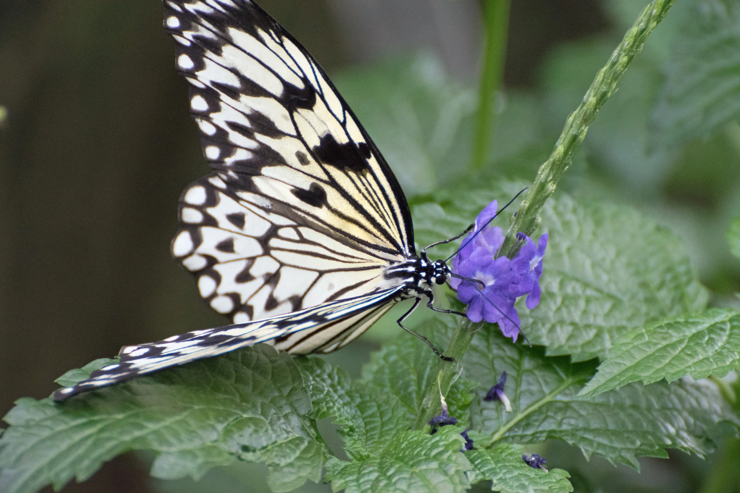 2018 Butterfly Conservatory_0091.jpg