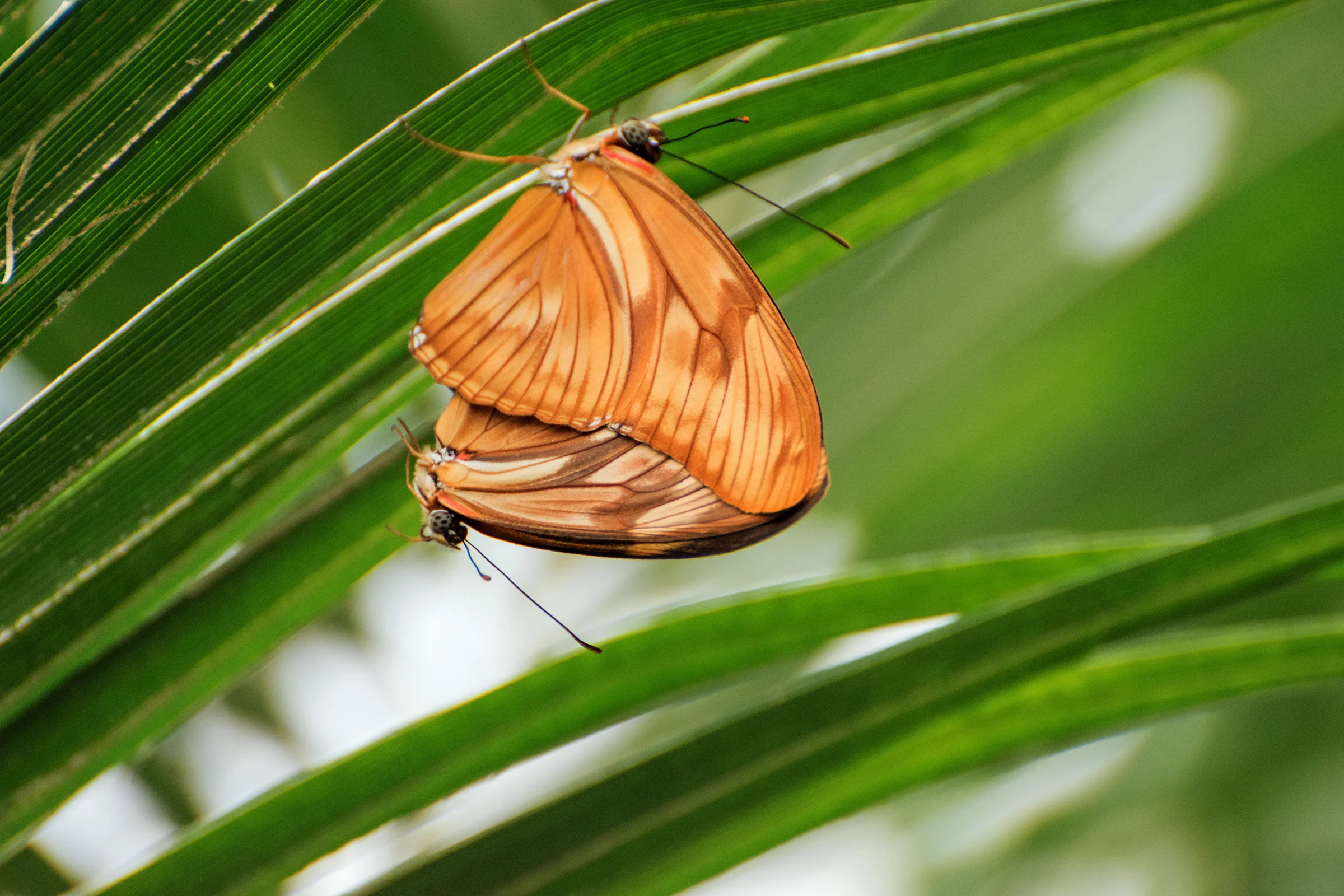 2018 Butterfly Conservatory_0144.jpg