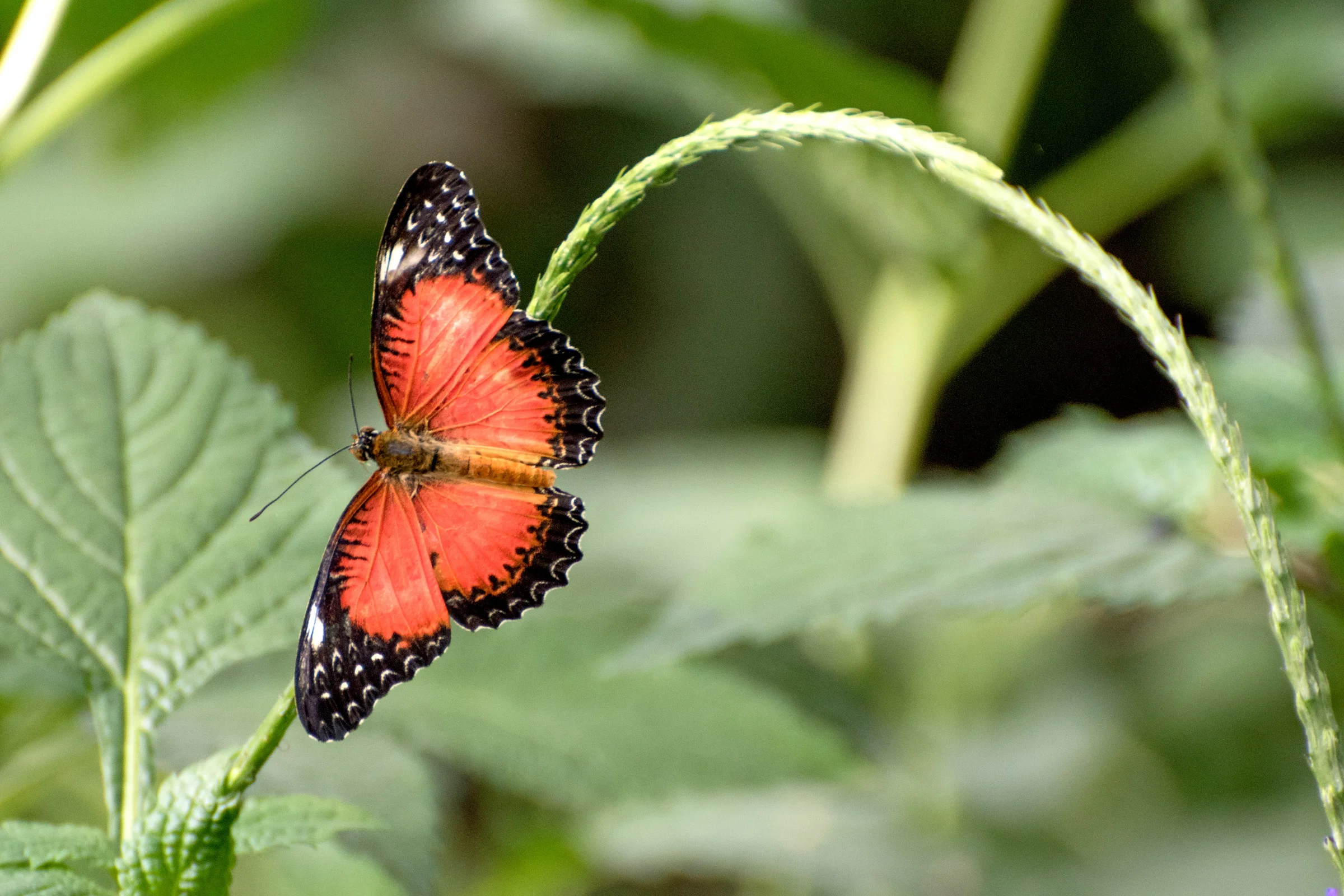 2018 Butterfly Conservatory_0145.jpg