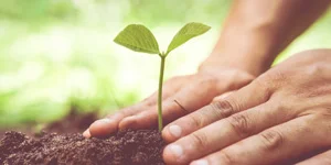 plant a tree 300.jpg