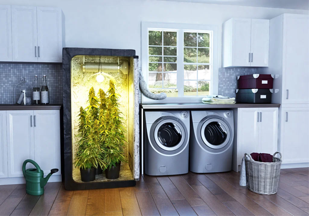 cannabis grown in home.jpg
