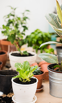 urban garden 04.png
